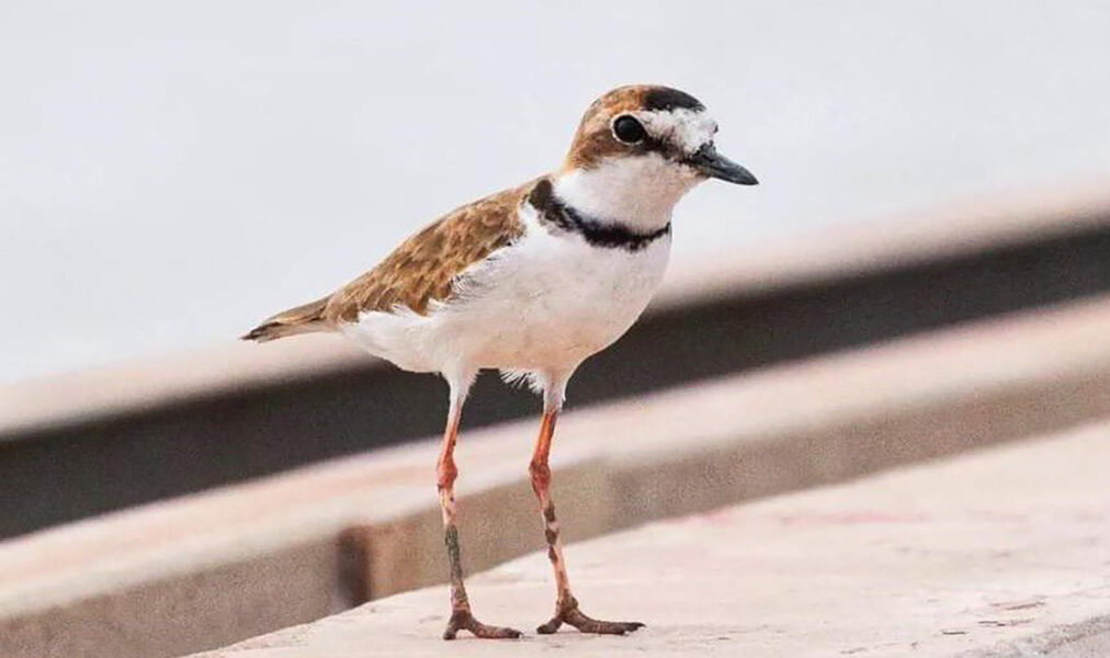 Cabo Frio lança concurso de fotografia sobre aves migratórias para estudantes da rede municipal