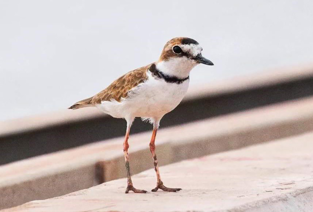 Cabo Frio lança concurso de fotografia sobre aves migratórias para estudantes da rede municipal