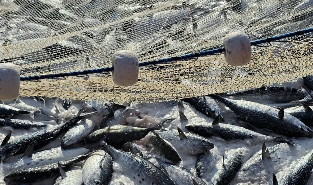 Arraial do Cabo inicia cadastro de pescadores artesanais para fortalecer o setor
