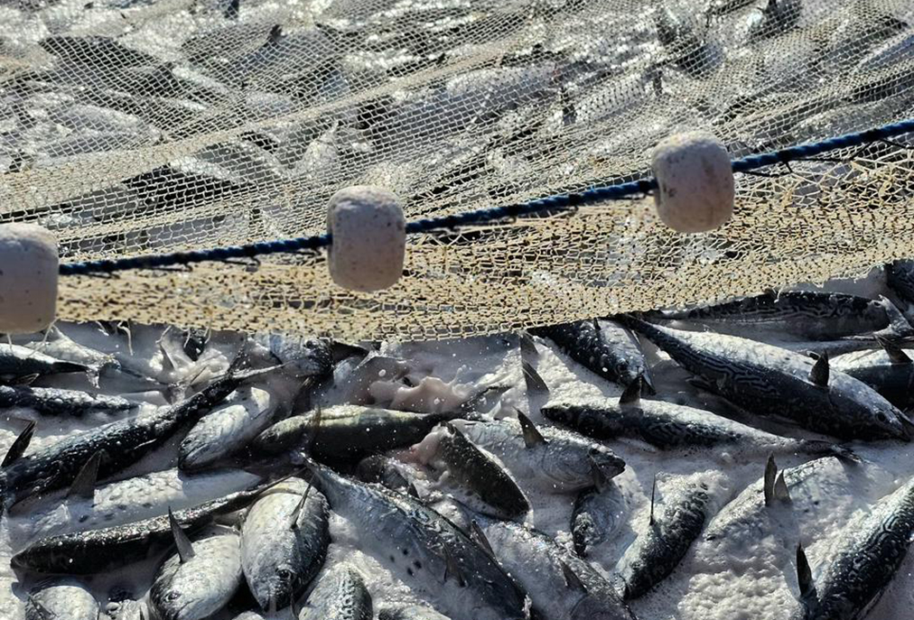 Arraial do Cabo inicia cadastro de pescadores artesanais para fortalecer o setor