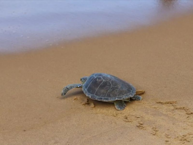 Famosa mundialmente pelo surfe, praia de Saquarema terá soltura de tartaruga no fim de semana