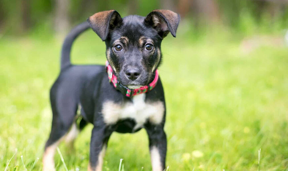 Cabo Frio promove nova edição de feira de adoção de animais no Centro