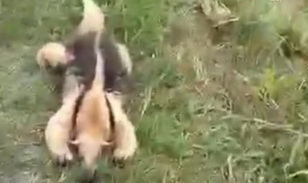 Tamanduá-mirim é encontrado morto às margens de rodovia em Arraial do Cabo