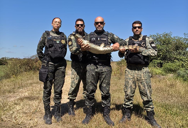 Jacaré é capturado em Tamoios e devolvido à natureza em Cabo Frio