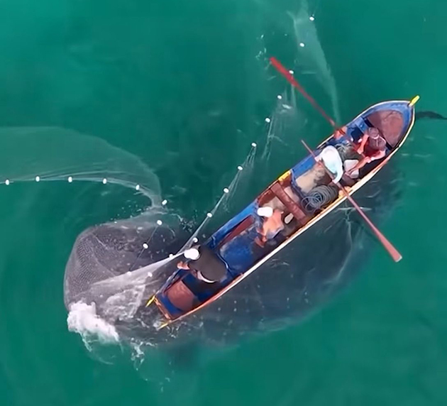Vídeo em Arraial do Cabo mostra momento em que tubarão-baleia enrosca na rede de pescadores
