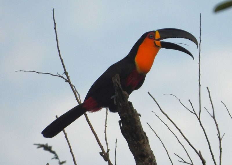 Aniversário da Rebio União celebra trabalho de preservação da Mata Atlântica