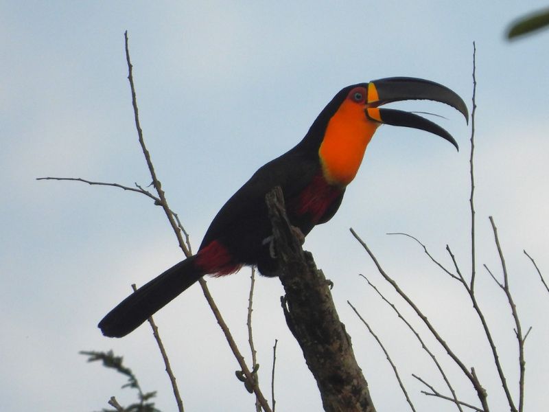 Aniversário da Rebio União celebra trabalho de preservação da Mata Atlântica