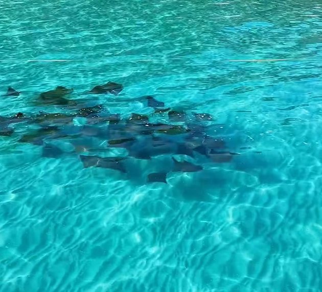 Arraial do Cabo encanta moradores com cardume de arraias na Praia Grande