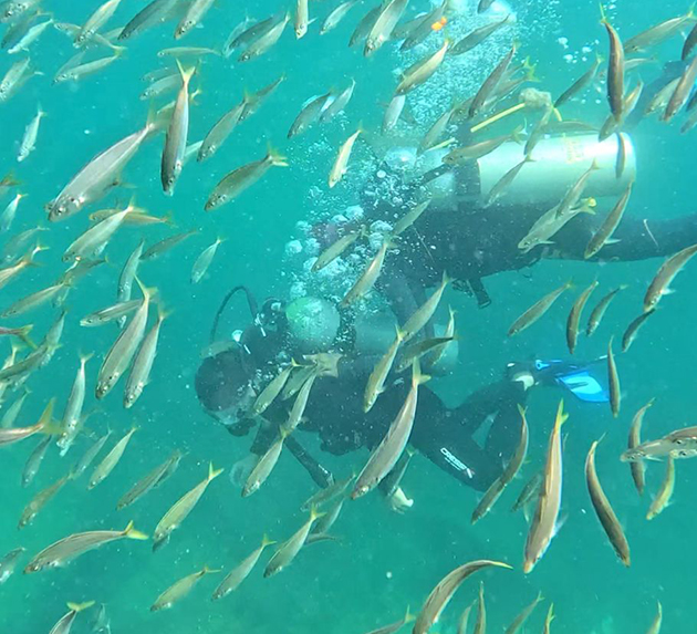 Arraial do Cabo promove festival de mergulho com programação gratuita no feriado de maio