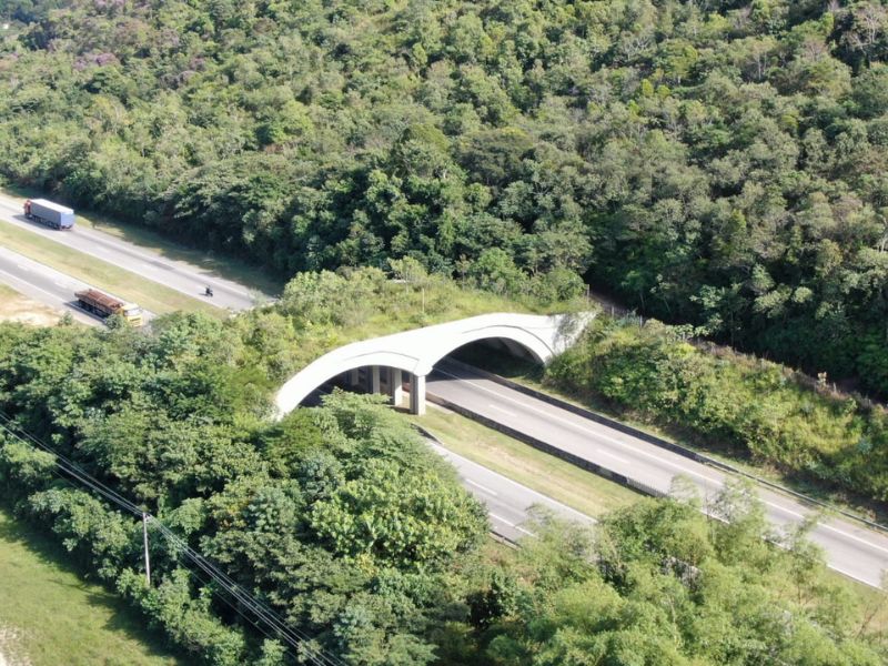 Congresso vota obrigatoriedade de viadutos vegetados em ferrovias, rodovias e estradas do país