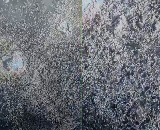 Larvas na margem da lagoa de Araruama preocupa população da região