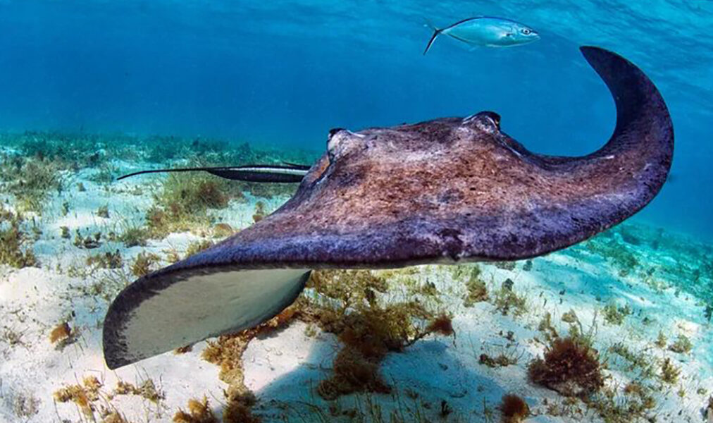 Arraial do Cabo monitora vida marinha e revela sinais da saúde do oceano