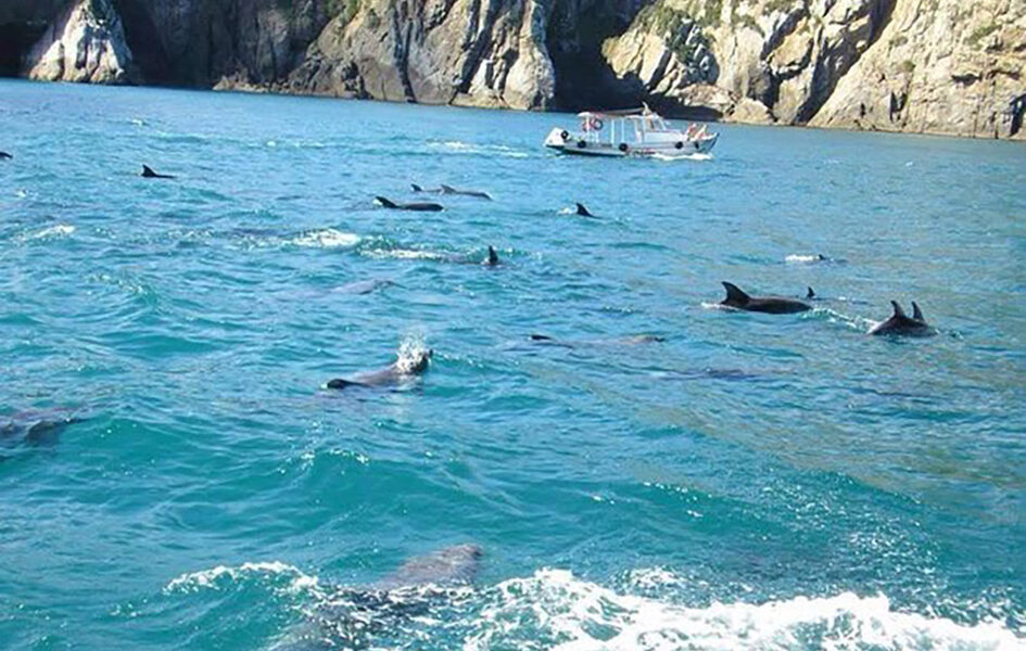 Golfinhos fazem espetáculo próximo à costa de Arraial do Cabo