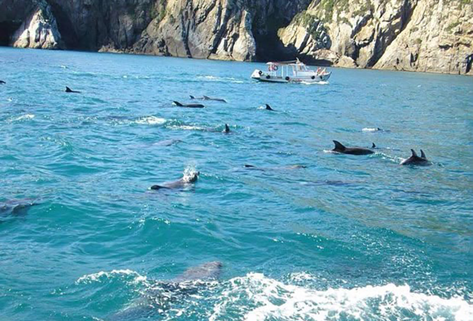 Golfinhos fazem espetáculo próximo à costa de Arraial do Cabo