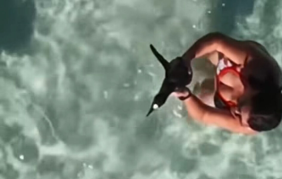 Pinguim aparece em praia de Arraial do Cabo e atitude de banhista gera alerta ambiental