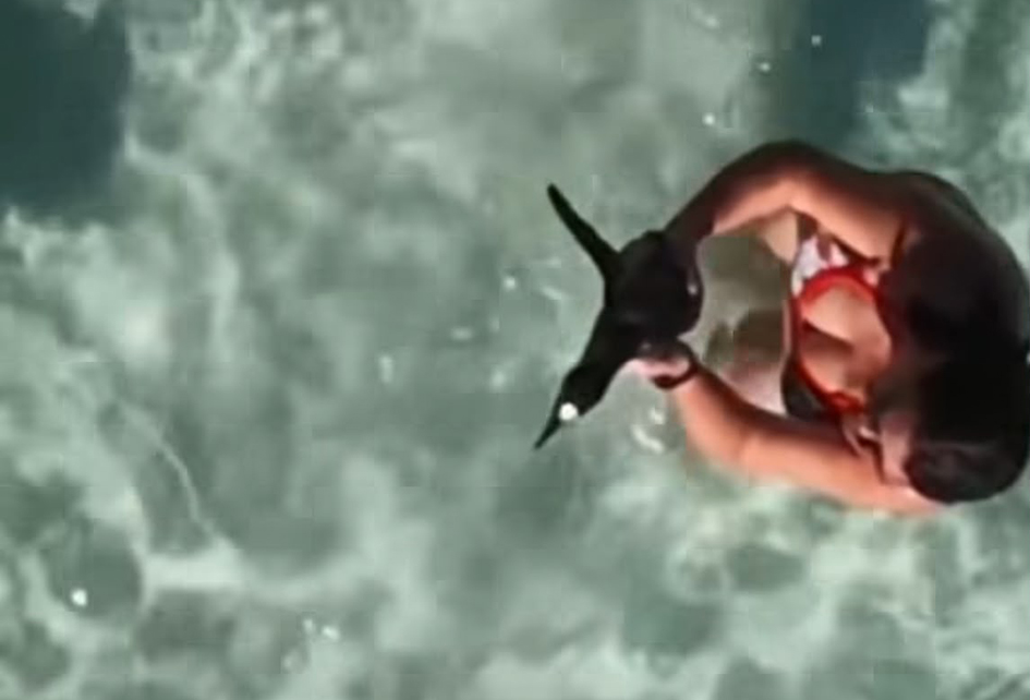 Pinguim aparece em praia de Arraial do Cabo e atitude de banhista gera alerta ambiental