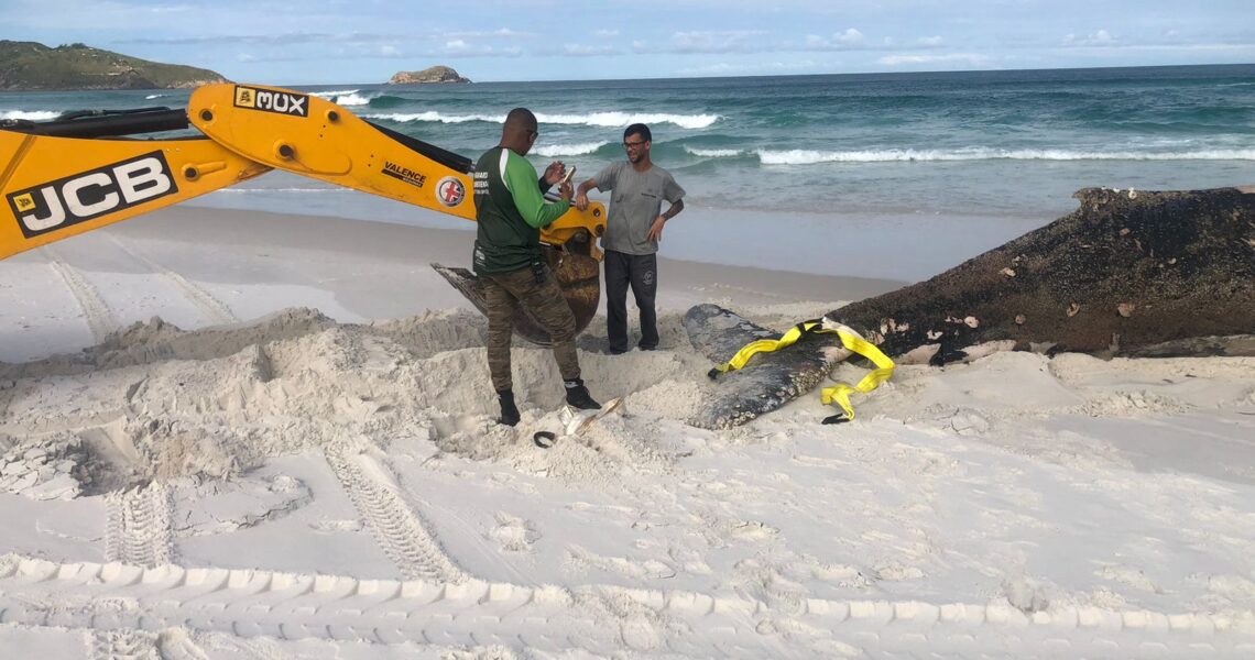 Arraial conclui operação de manejo de baleia-jubarte encontrada na Praia Grande