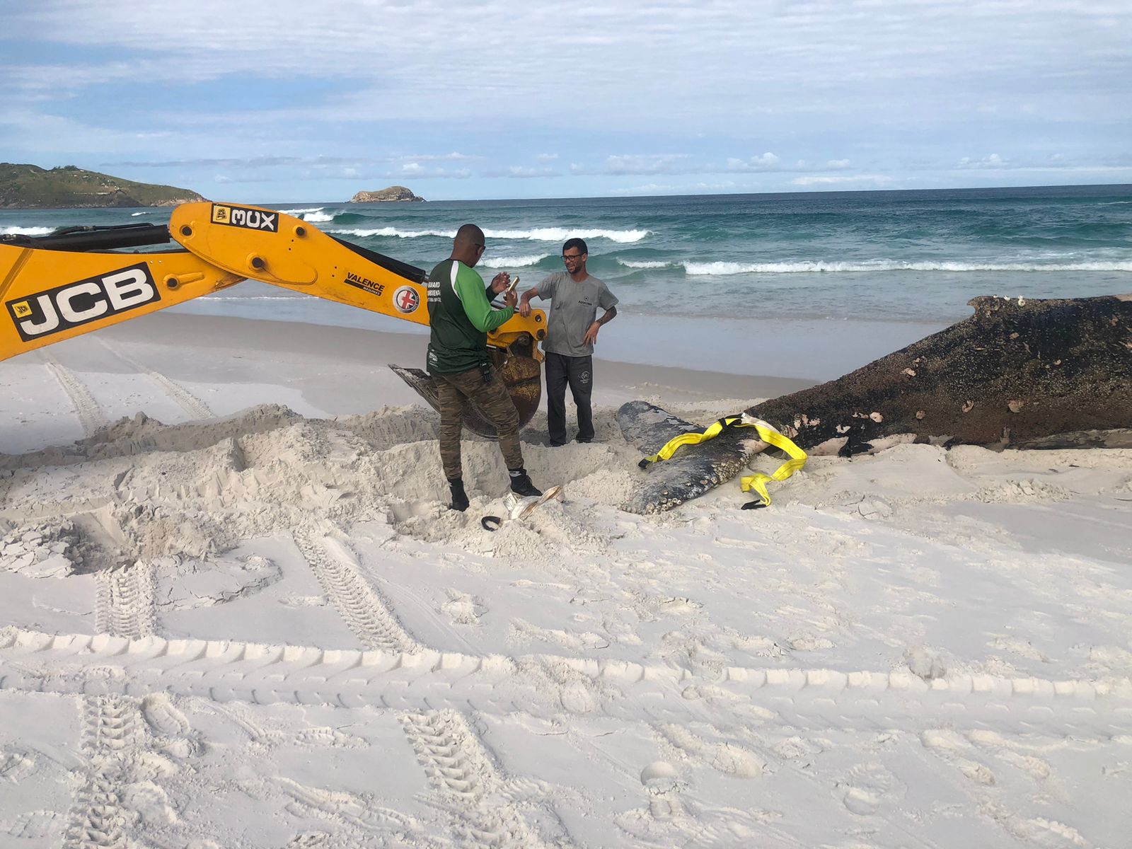 Arraial conclui operação de manejo de baleia-jubarte encontrada na Praia Grande