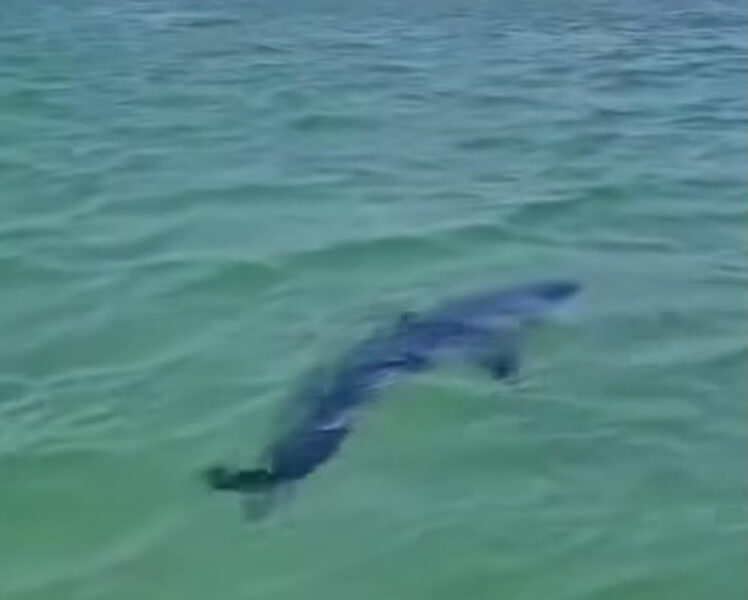 Presença de tubarão surpreende visitantes na Ilha dos Japoneses em Cabo Frio