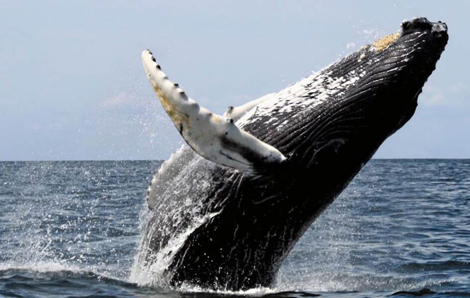 Baleias em cena! Arraial do Cabo abre temporada com atrações para o público