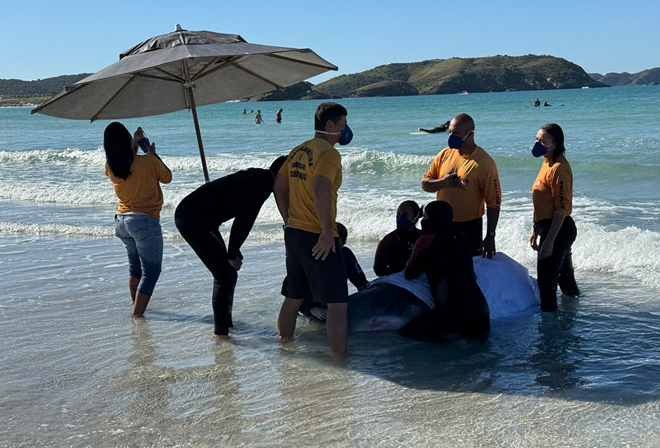 Animal marinho volta à Praia do Forte e mobiliza novo resgate