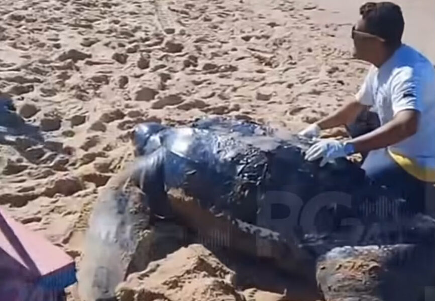 Tartaruga marinha de grande porte é encontrada morta em praia de Tamoios