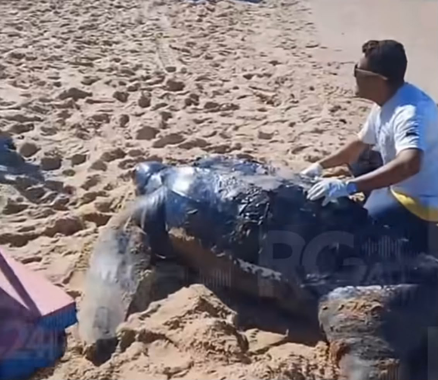 Tartaruga marinha de grande porte é encontrada morta em praia de Tamoios