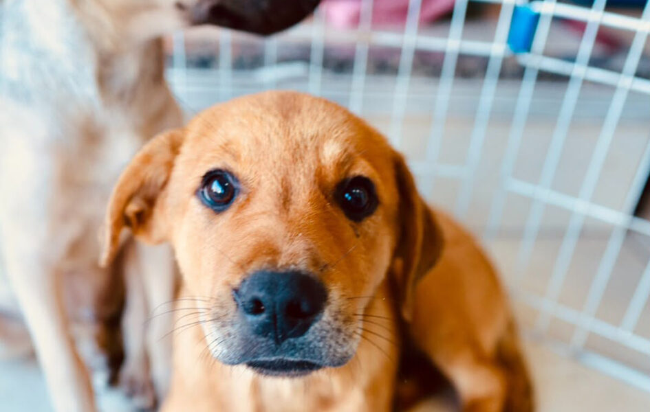 Feira de adoção leva cães e gatos à espera de um lar em Cabo Frio