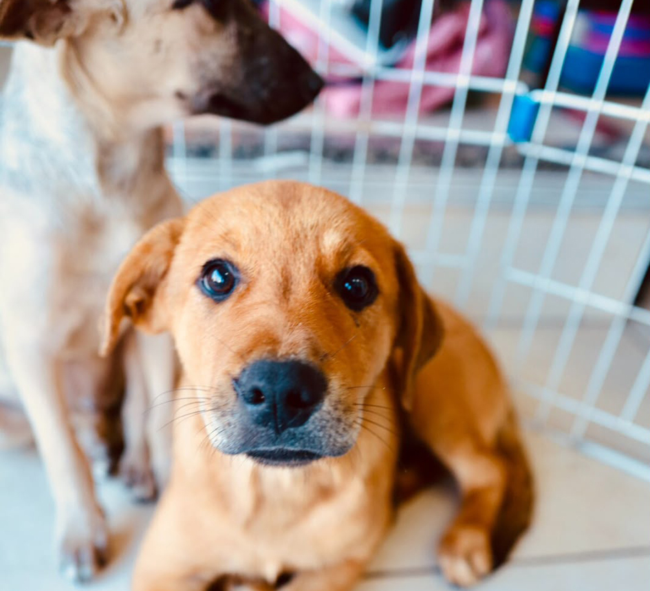 Feira de adoção leva cães e gatos à espera de um lar em Cabo Frio
