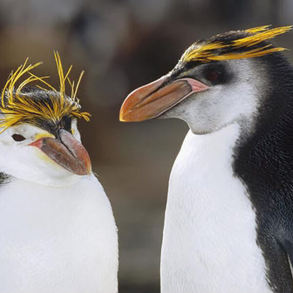 Instituto Albatroz alerta para aumento de pinguins nas praias da Região dos Lagos