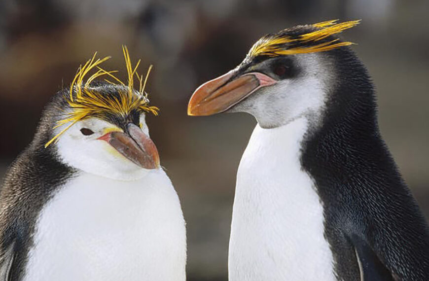 Instituto Albatroz alerta para aumento de pinguins nas praias da Região dos Lagos