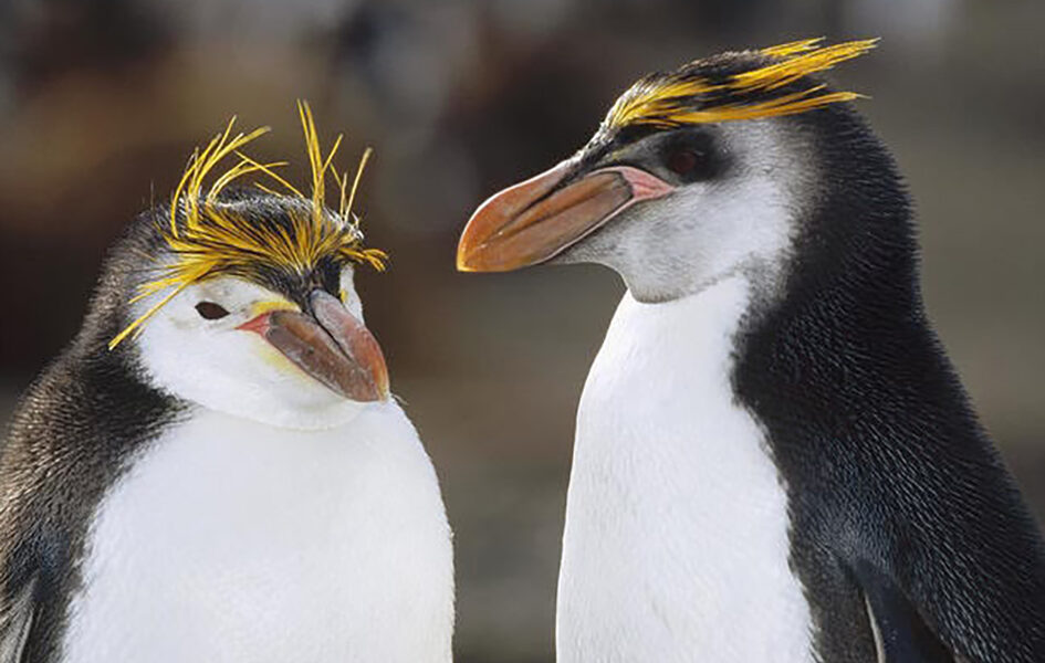 Instituto Albatroz alerta para aumento de pinguins nas praias da Região dos Lagos