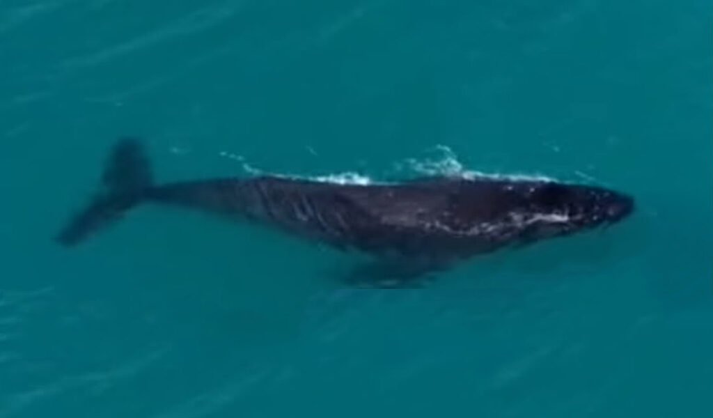 Jubarte faz aparição surpreendente e encanta público em Arraial do Cabo
