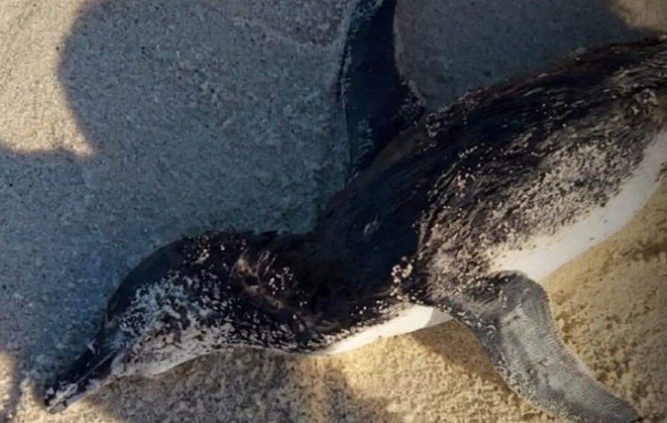 Pinguins-de-Magalhães são encontrados mortos em praias da Região dos Lagos