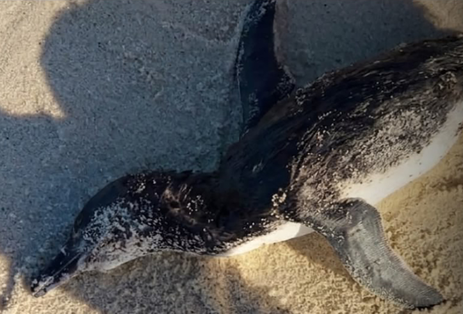 Pinguins-de-Magalhães são encontrados mortos em praias da Região dos Lagos
