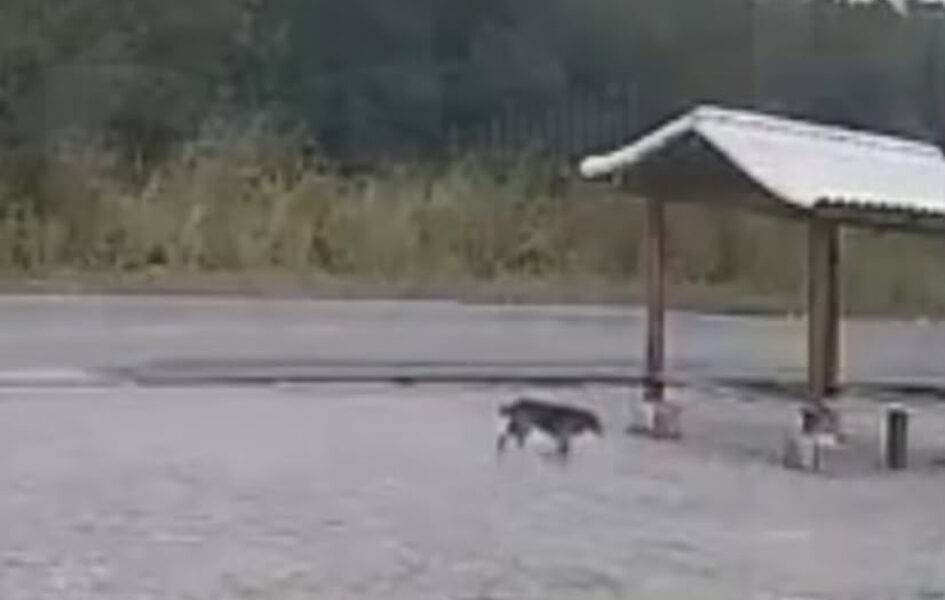 Cachorro escapa de atropelamento e carro destrói ponto de ônibus em Arraial
