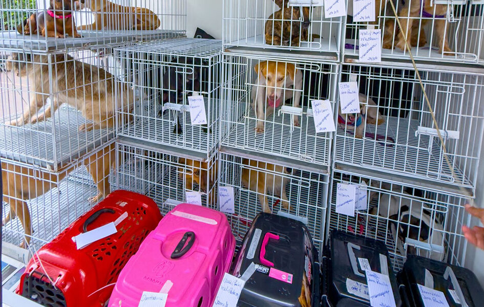 Iguaba Grande registra denúncia de possível exercício ilegal da medicina veterinária