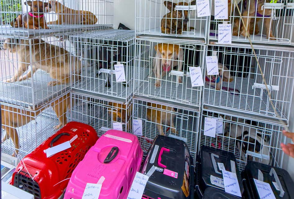 Iguaba Grande registra denúncia de possível exercício ilegal da medicina veterinária