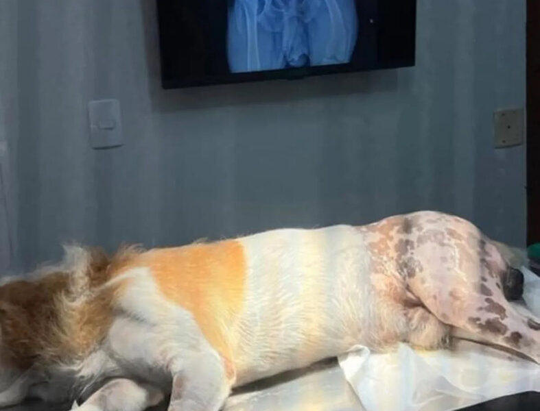 Cabo Frio supera 30 cirurgias ortopédicas em animais atendidos pelo Canil Municipal