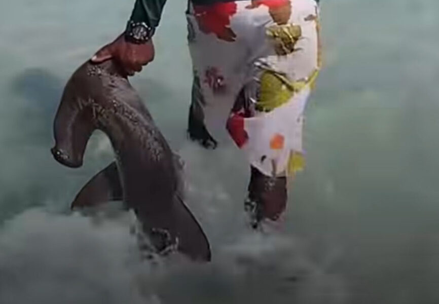 Tubarão-martelo é resgatado e devolvido ao mar em Arraial do Cabo