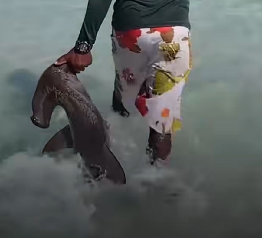Tubarão-martelo é resgatado e devolvido ao mar em Arraial do Cabo