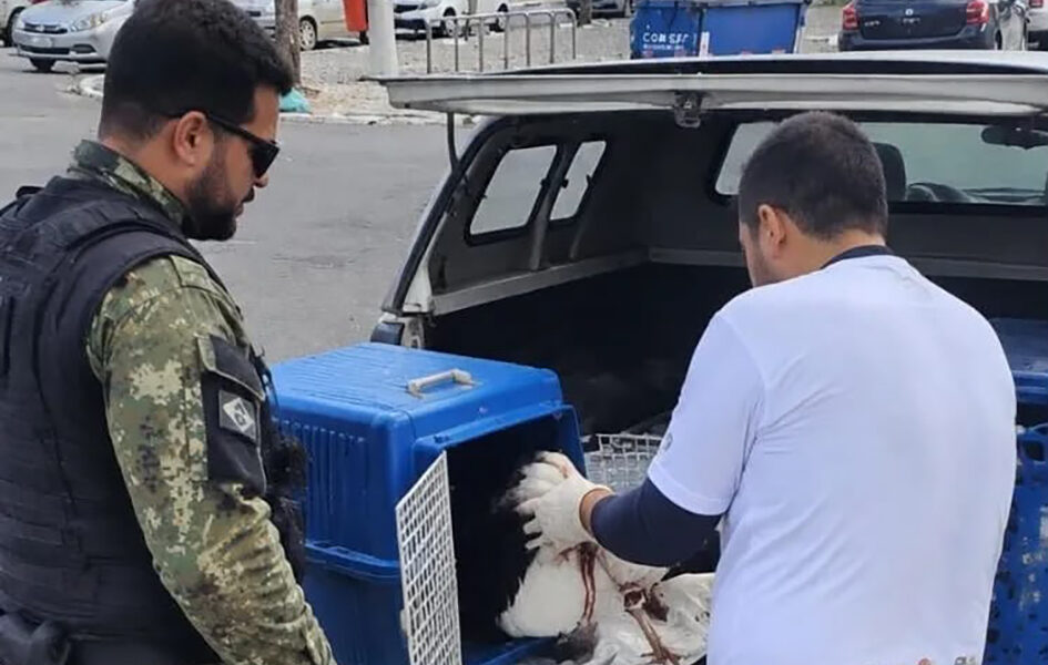 Gaivota ferida mobiliza resgate ambiental na Gamboa