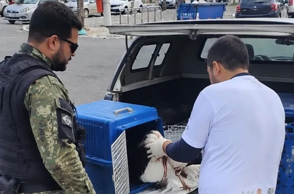 Gaivota ferida mobiliza resgate ambiental na Gamboa