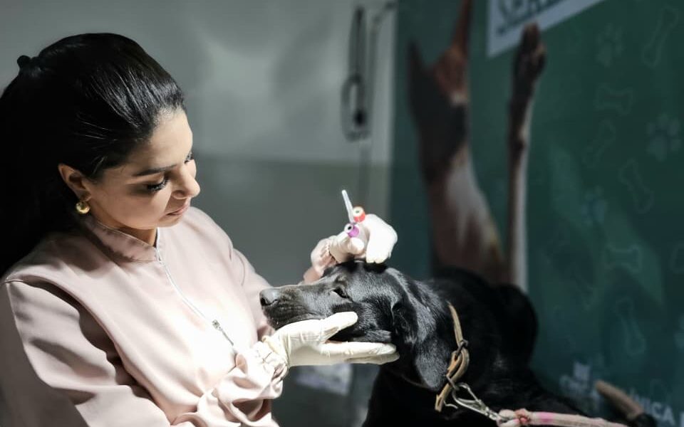 Arraial do Cabo amplia acesso a exames para castração de cães
