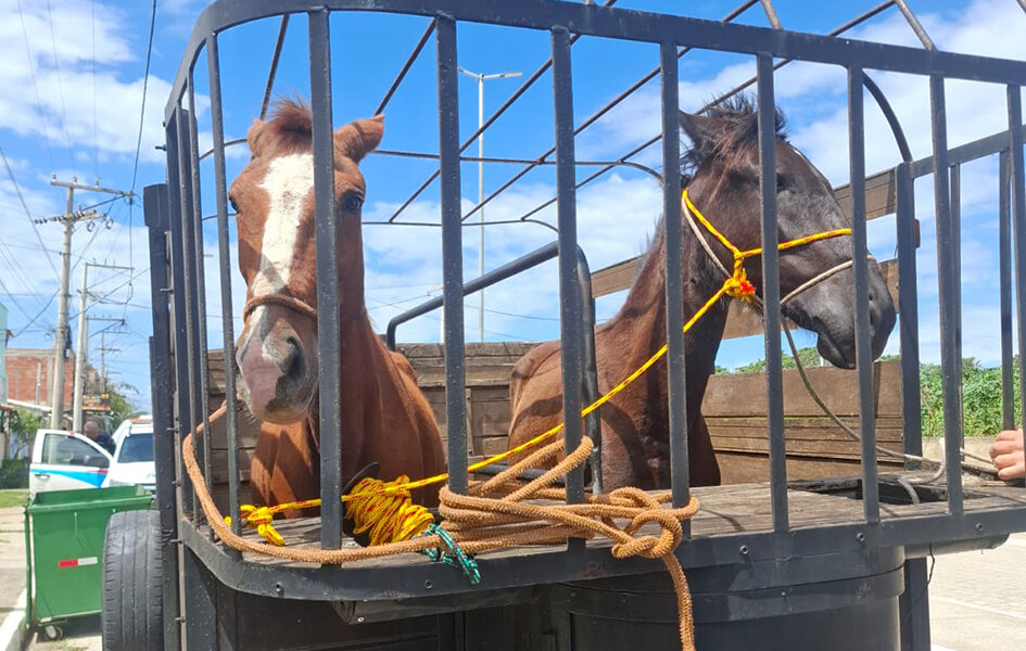 Duas éguas são recolhidas após circularem por ruas de Arraial do Cabo