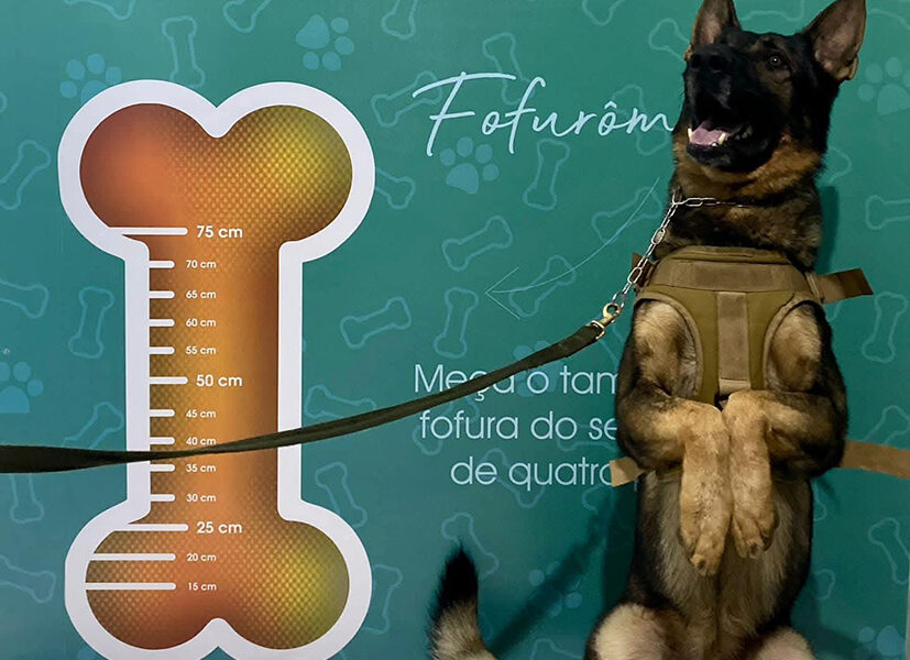 Arraial do Cabo chega a mil castrações gratuitas em 2026