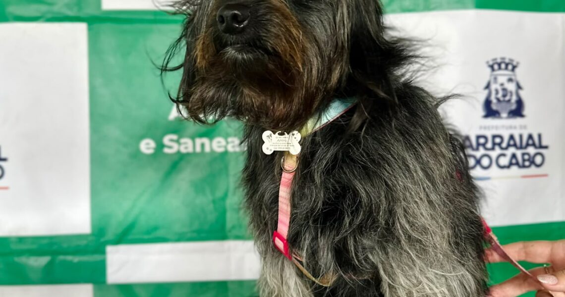 Arraial do Cabo amplia acesso a exames para castração de cães