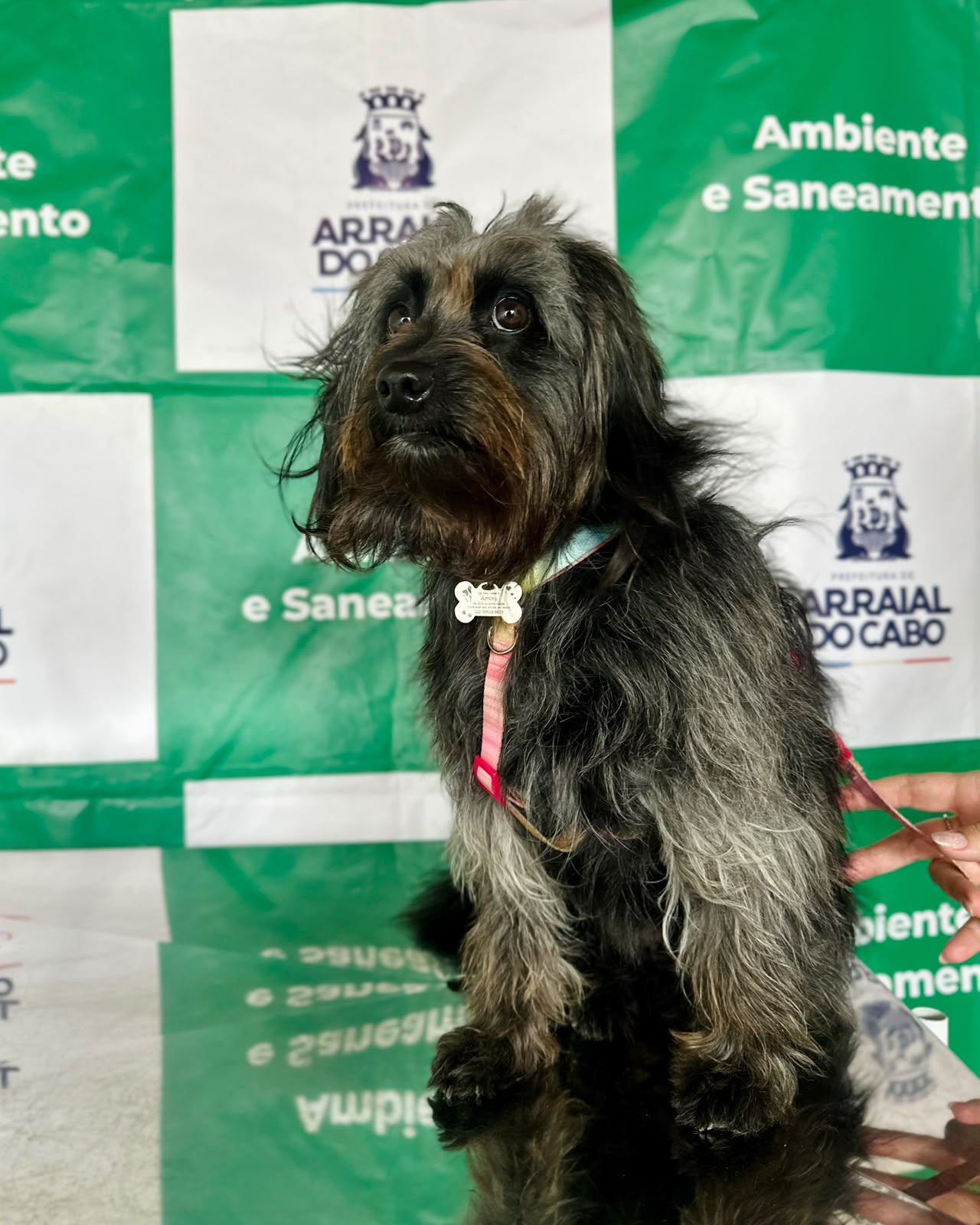 Arraial do Cabo amplia acesso a exames para castração de cães