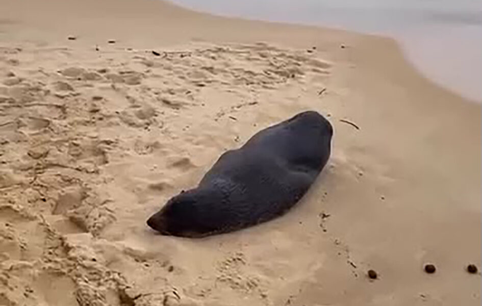 Lobo-marinho passa por Cabo Frio, Arraial e Búzios