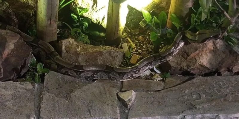 Jiboia é capturada próxima a residência na Vila do Sol